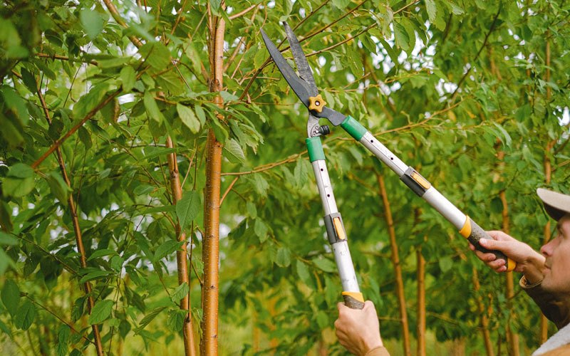 Tree trimming in Denmark, TN